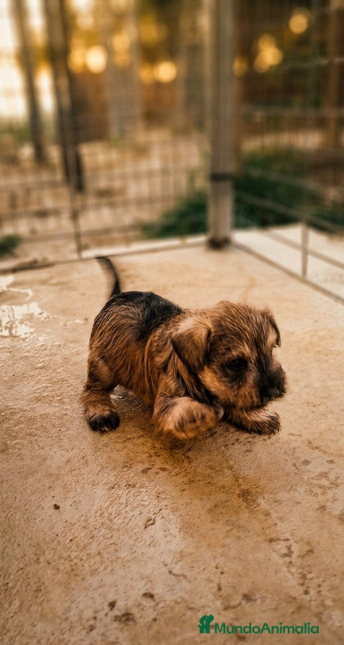 Schnauzer Miniatura perros Schnauzer cachorros  - Anuncio 2