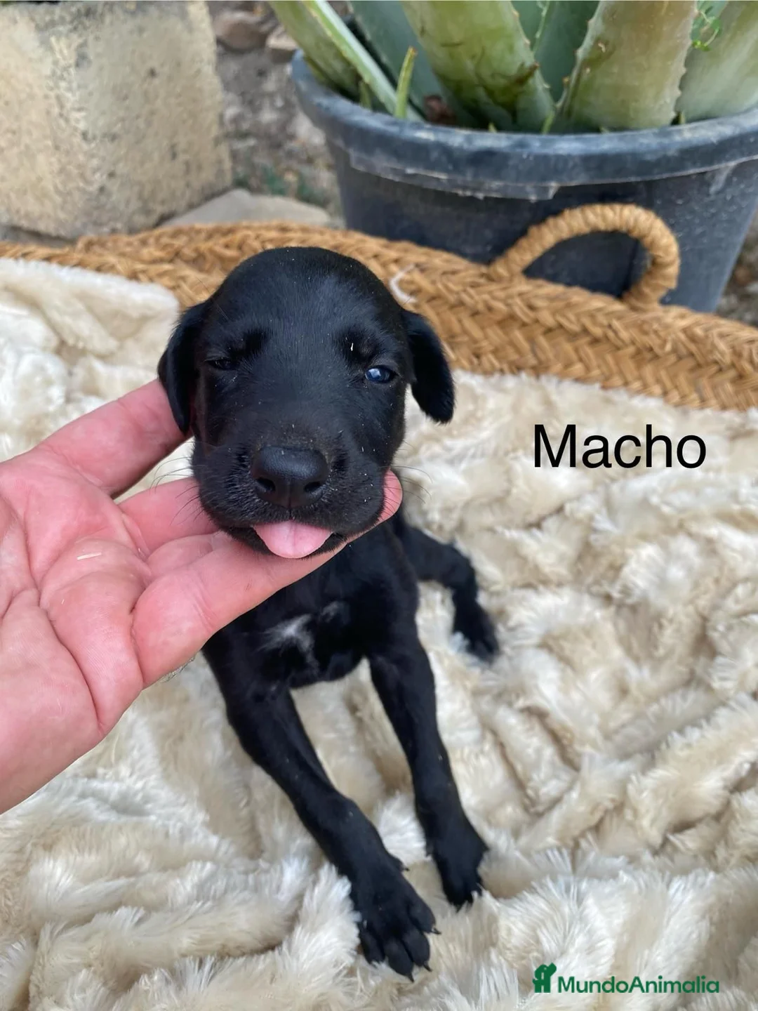 Galgo Español perros en venta: GALGO ESPAÑOL MACHO - Anuncio 1