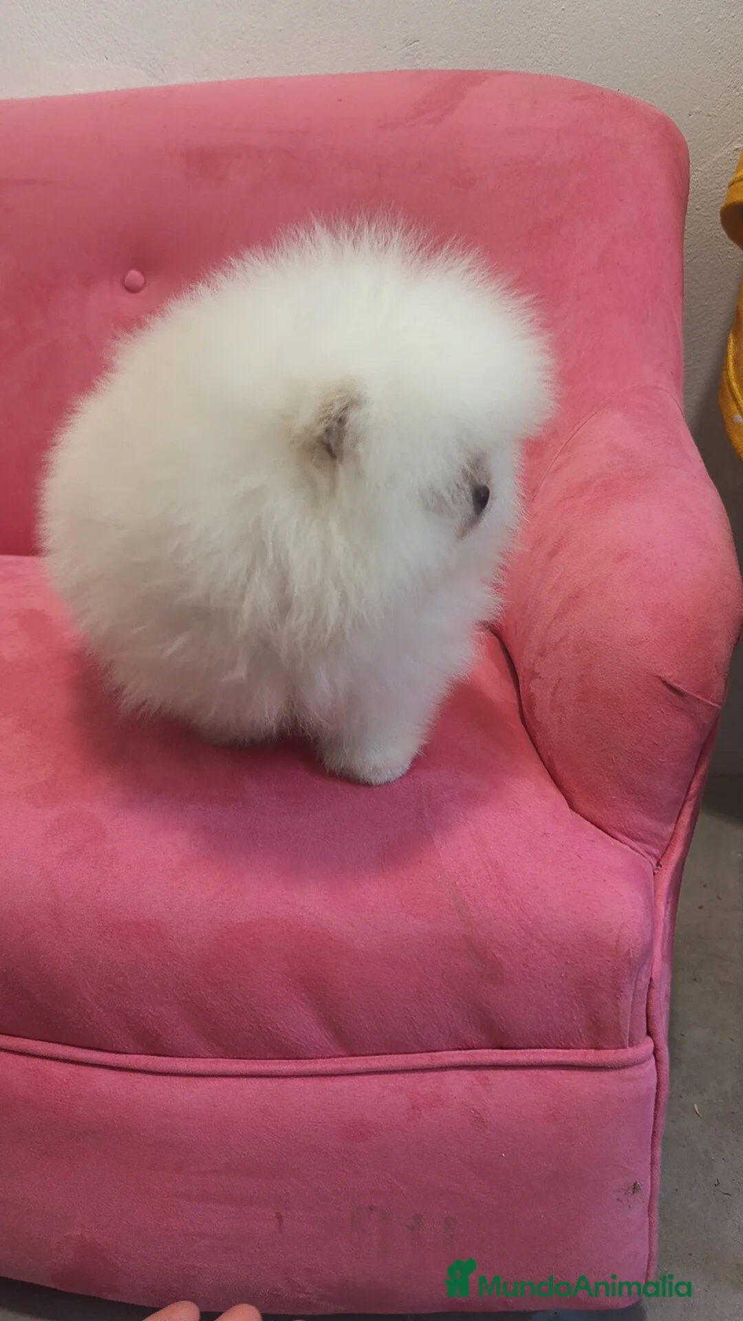 Pomerania perros en venta: Pomerania TOY Blanco nuclear ♂️ excelente  - Anuncio 10