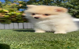 Pomerania perros en venta: POMERANIA - Imagen 23