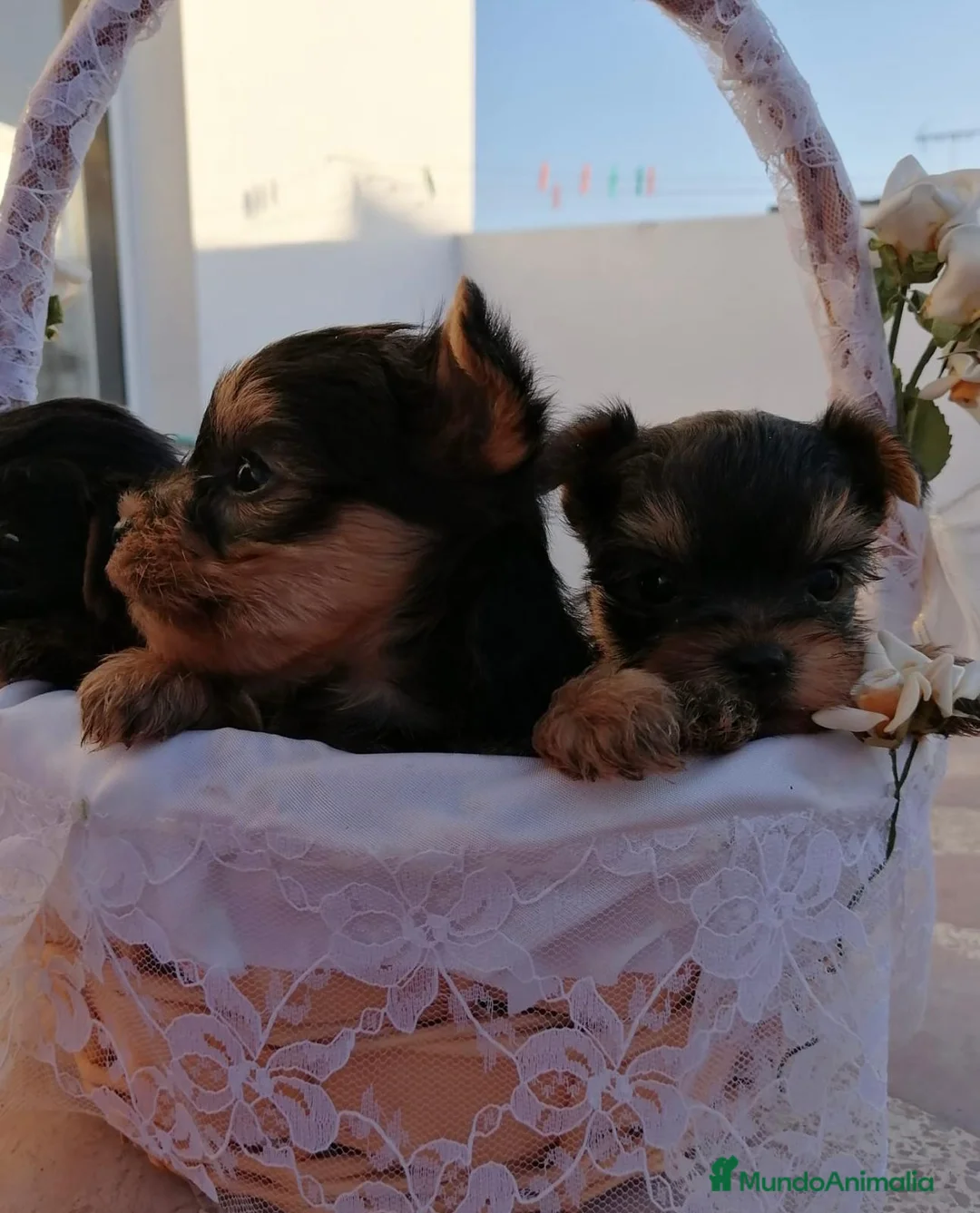 Yorkshire Terrier perros en venta: Yorkshire terrier Toy super pequeños  - Anuncio 2