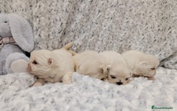Pekinés perros en venta: Pekines Imperial de calidad  - Imagen 3