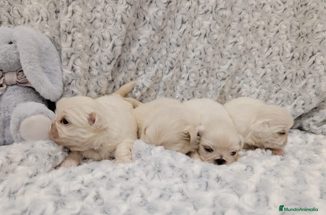 Pekinés perros en venta: Pekines Imperial de calidad  - Imagen 3