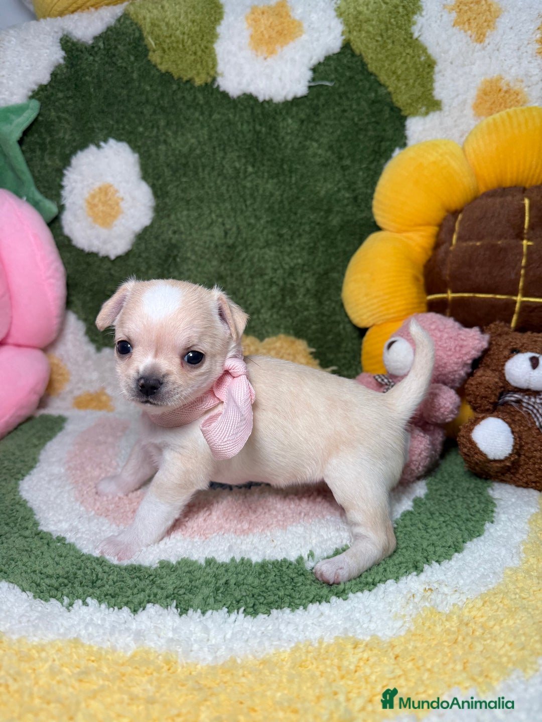 Chihuahua perros en venta: Camada de Chihuahua  - Imagen 8