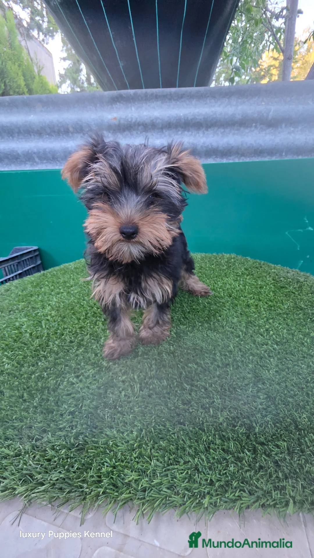 Yorkshire Terrier perros en venta: Yorkshire terrier CALIDAD  - Anuncio 3