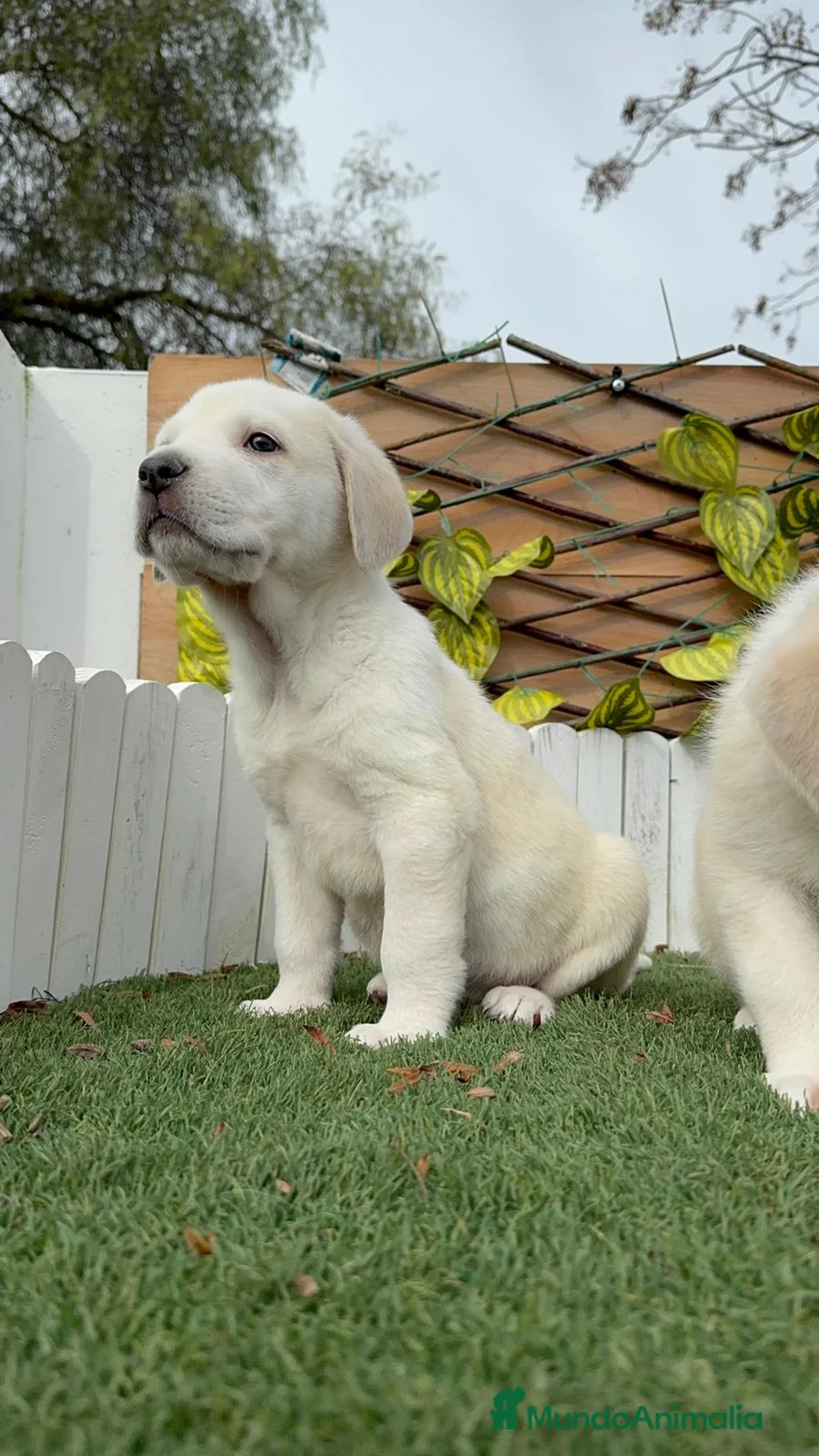 Mastín Español perros en venta: MASTIN ESPAÑOL - Anuncio 8