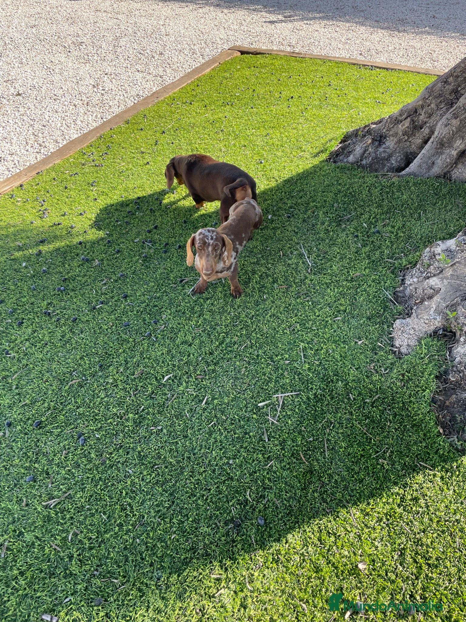 Teckel Miniatura perros para monta: Teckel kaninchen para monta arlequín  - Anuncio 7