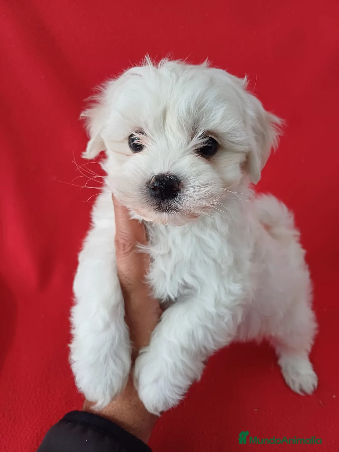 Bichón Maltés perros en venta: Bichon Maltés Americano  - Anuncio 1