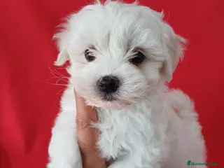 Bichón Maltés perros Bichon Maltés Americano - Anuncio 2