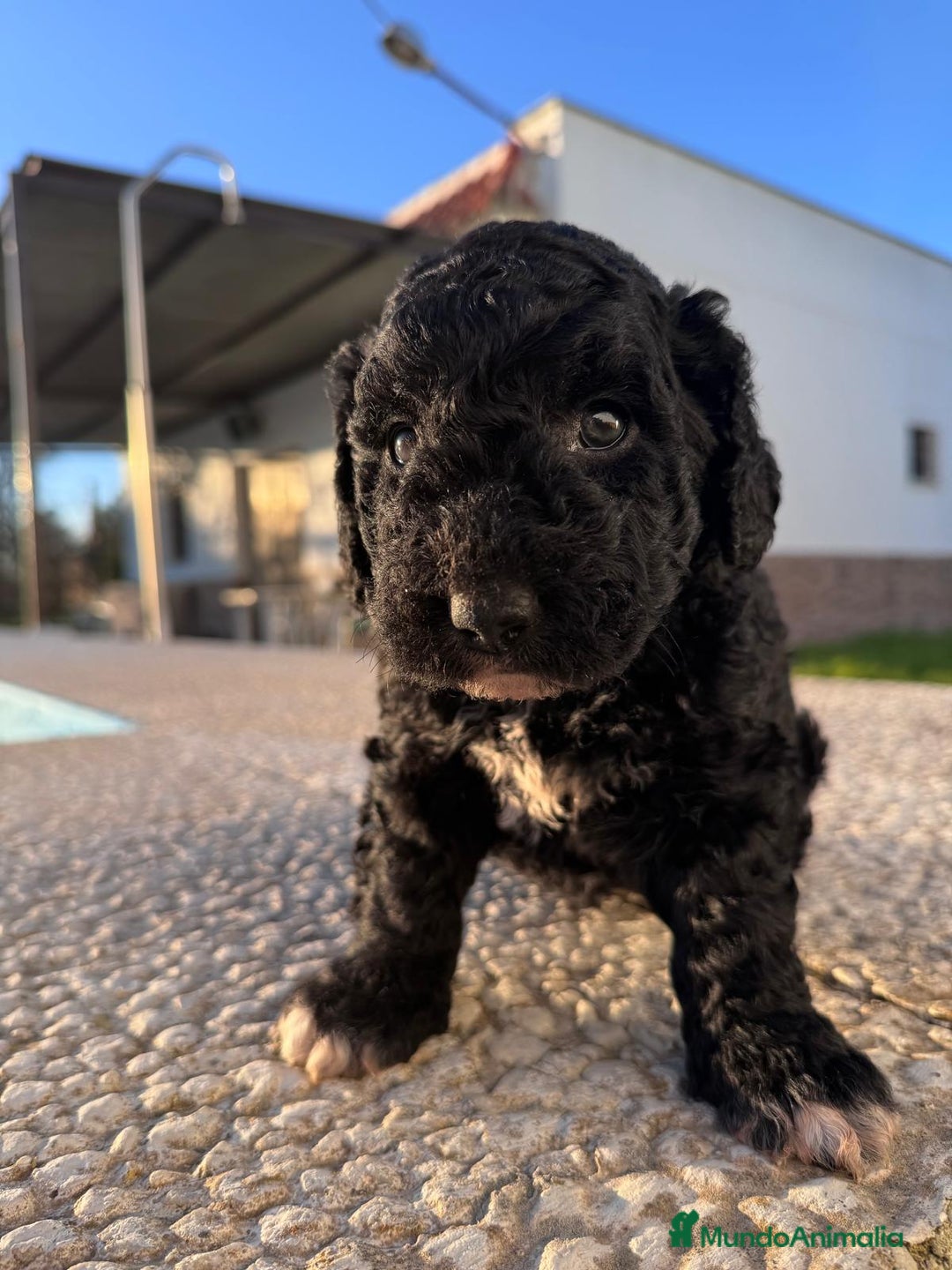 Perro de Agua Español perros en venta: PERRO DE AGUA HEMBRA RABONA - Anuncio 9