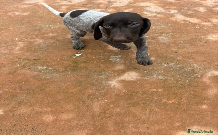 Braco Alemán de Pelo Corto perros Braco Alemán ultimo macho - Anuncio 3