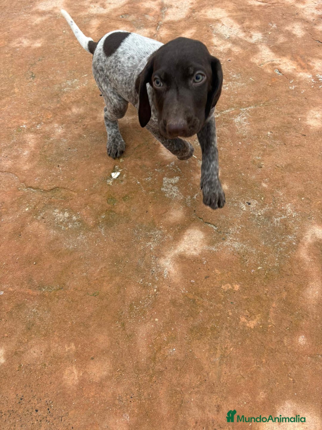 Braco Alemán de Pelo Corto perros en venta: Braco Alemán ultimo macho - Anuncio 1