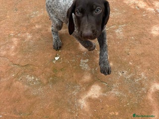 Braco Alemán de Pelo Corto perros Braco Alemán ultimo macho - Anuncio 5