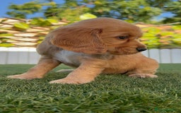 Cocker Spaniel Inglés perros en venta: COCKER SPANIEL INGLES HEMBRA - Imagen 4