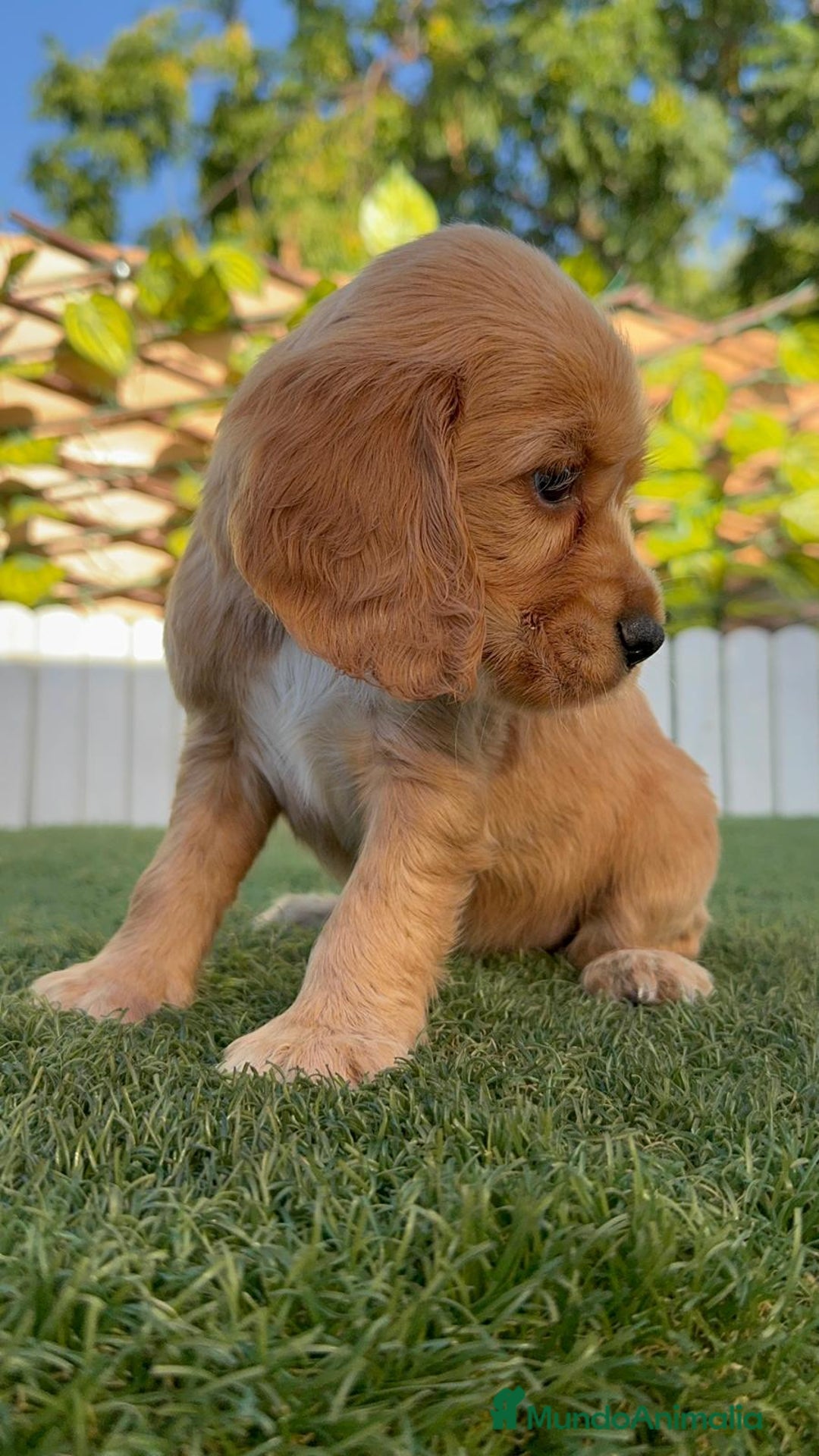 Cocker Spaniel Inglés perros en venta: COCKER SPANIEL INGLES HEMBRA - Imagen 4