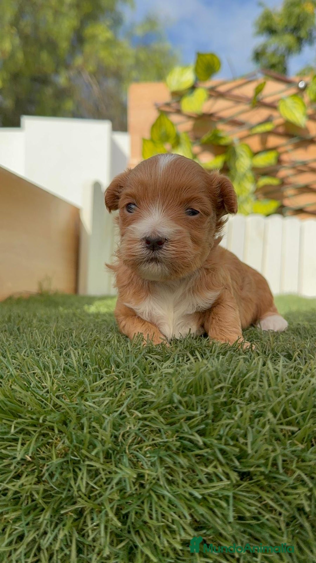 Maltipoo perros en venta: MALTIPOO - Imagen 12