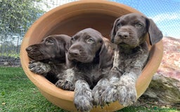 Braco Alemán de Pelo Corto perros en venta: Excelentes Bracos Alemanes  - Imagen 4