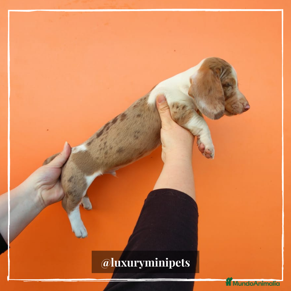 Teckel perros Camada de Teckel pelo corto en Madrid - Anuncio 4