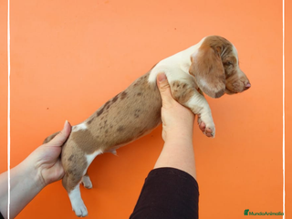 Teckel perros Camada de Teckel pelo corto en Madrid - Anuncio 33