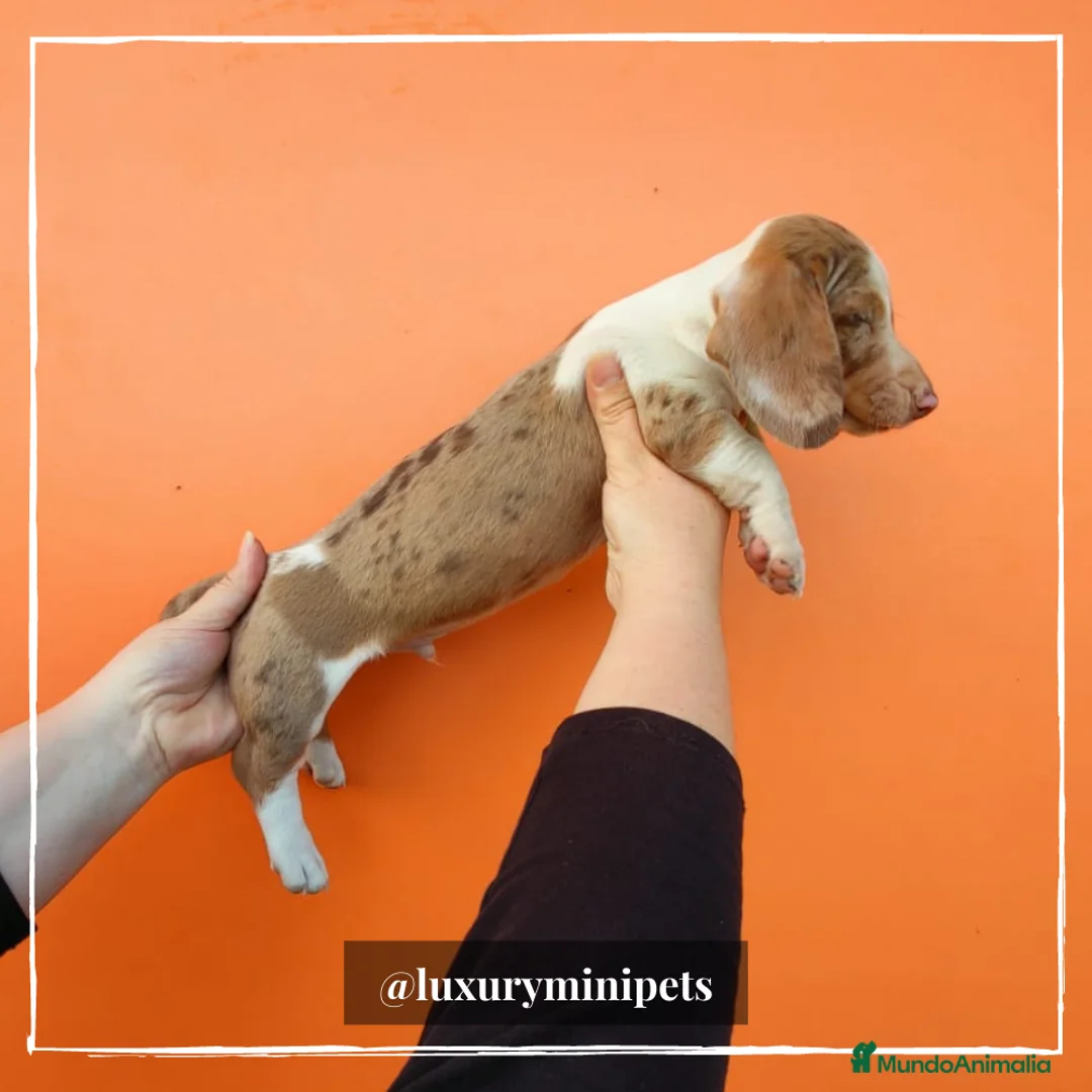 Teckel perros en venta: Camada de Teckel pelo corto en Madrid - Anuncio 1