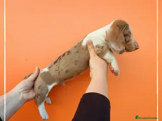 Teckel perros Camada de Teckel pelo corto en Madrid - Anuncio 11