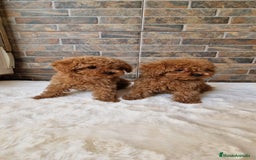 Caniche Toy perros en venta: MACHOS CANICHE ASIATICO 50% TEA CUP/TOY - Imagen 4