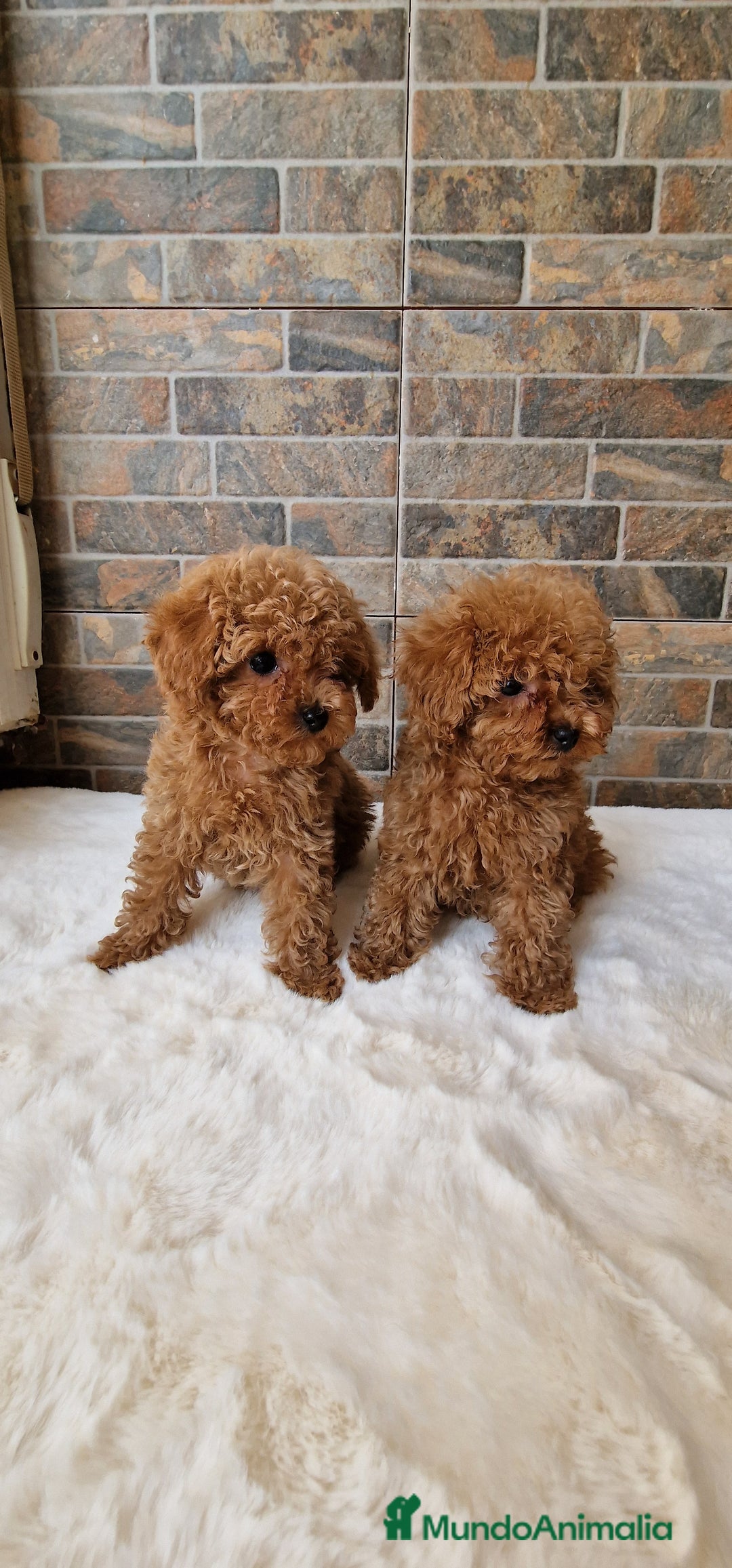 Caniche Toy perros en venta: MACHOS CANICHE ASIATICO 50% TEA CUP/TOY - Imagen 4