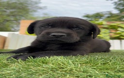 Labrador Retriever perros en venta: LABRADOR MACHO - Imagen 9