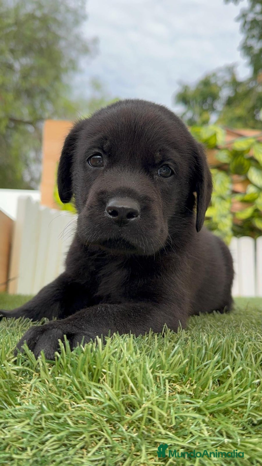 Labrador Retriever perros en venta: LABRADOR MACHO - Imagen 9