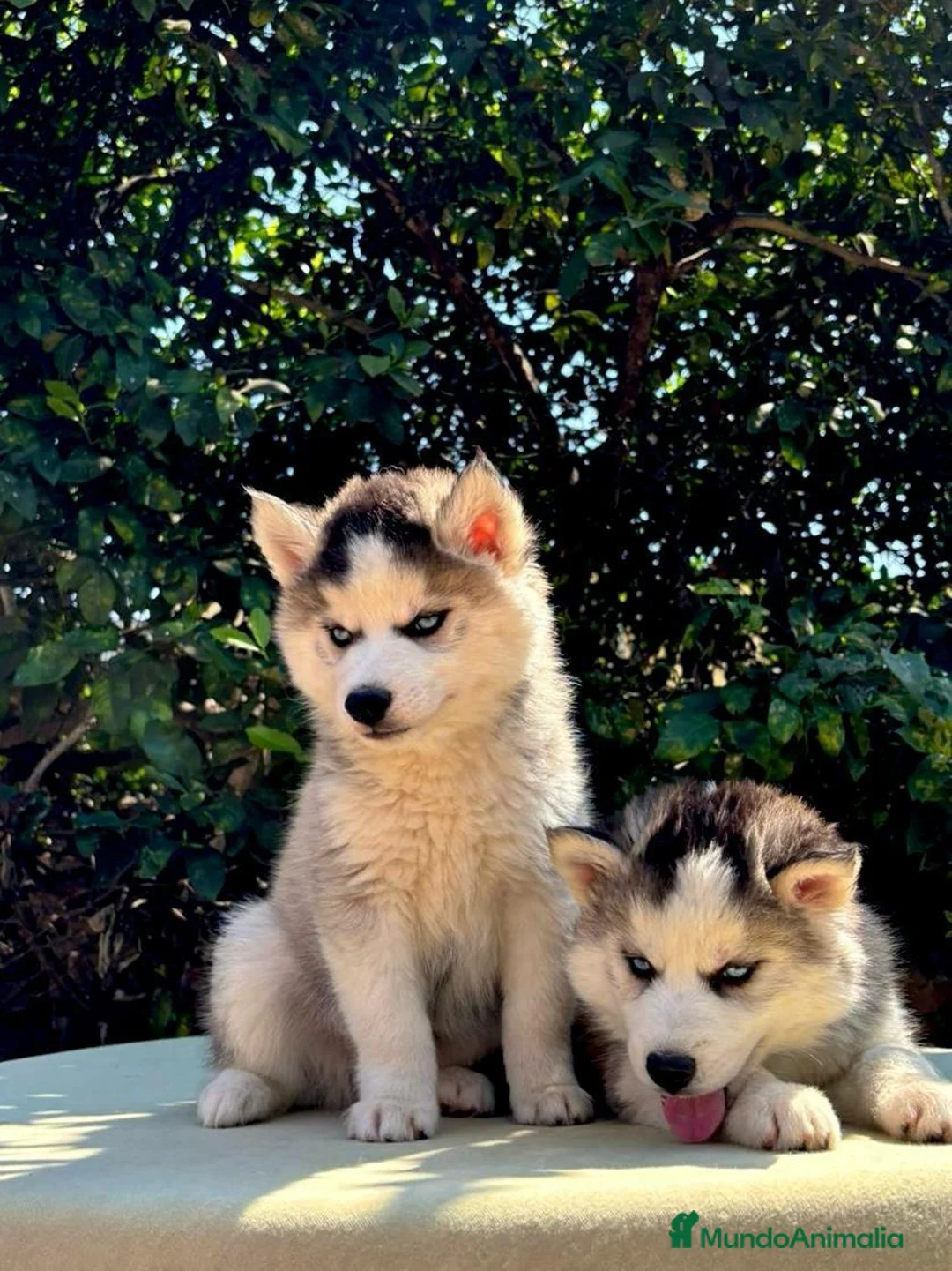 Husky Siberiano perros en venta: Husky siberiano listo para hogar - Anuncio 3
