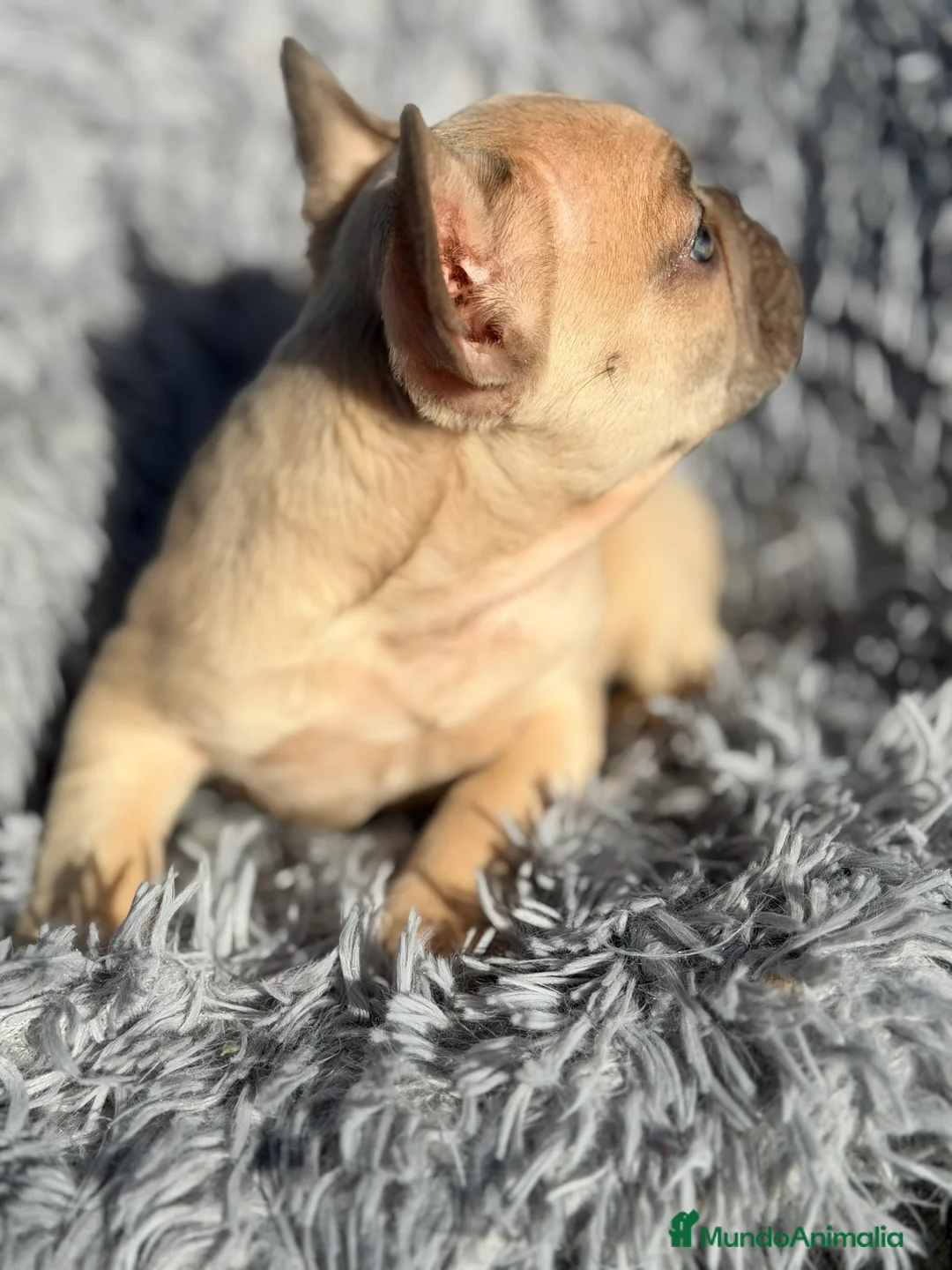 Bulldog Francés perros en venta: Bulldog francés Blue faw  - Anuncio 6