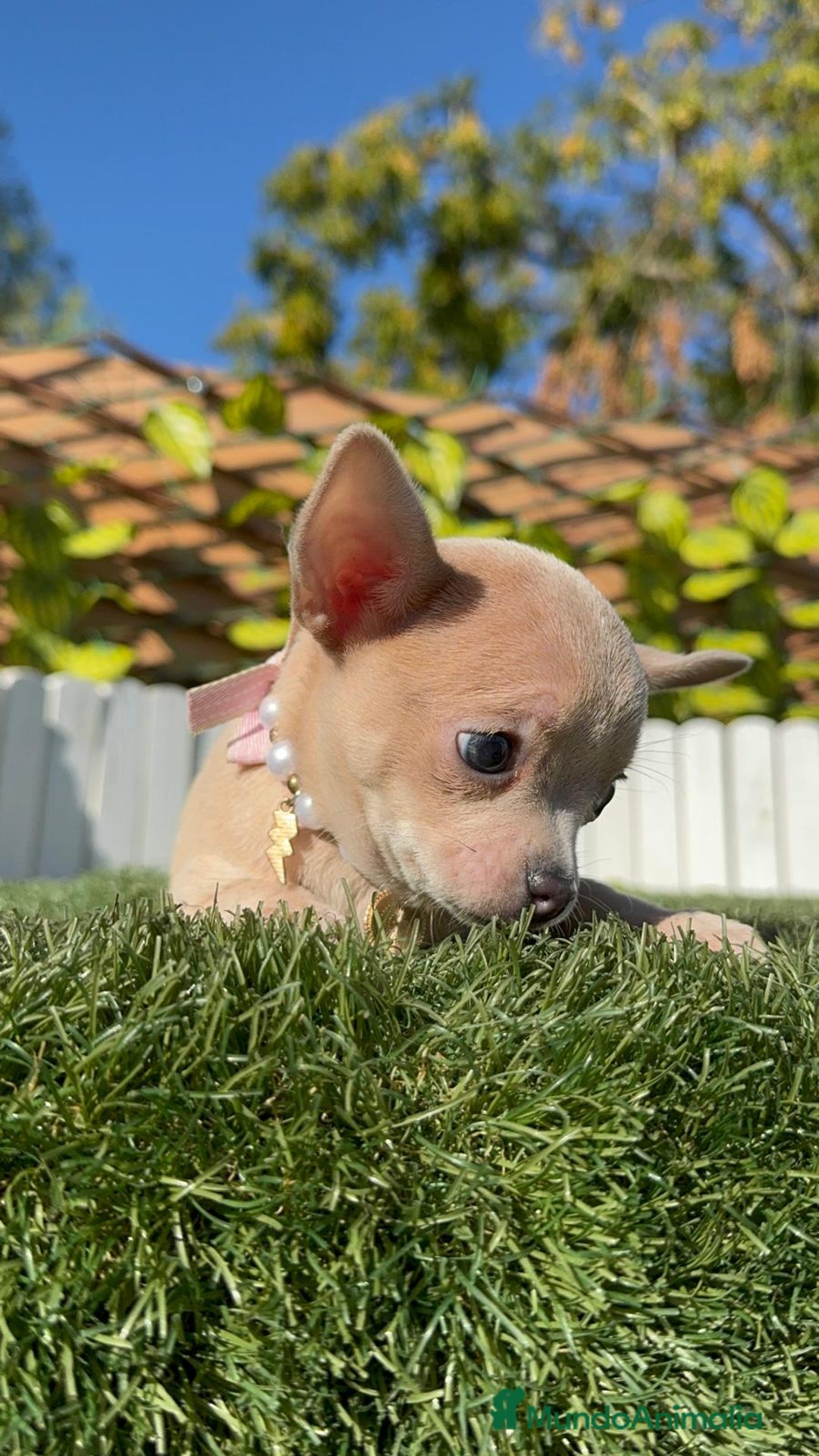 Chihuahua perros en venta: CHIHUAHUA HEMBRA - Anuncio 13