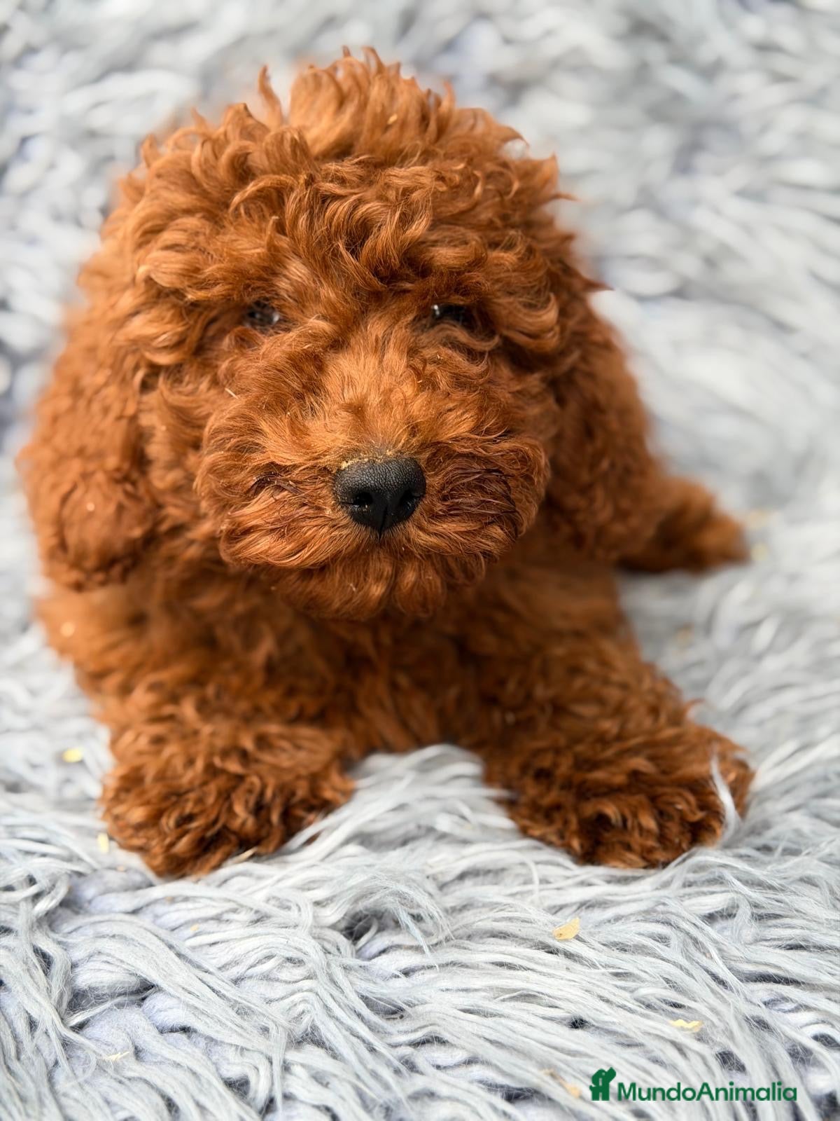 Caniche Enano perros CANICHE ENANO ROJO DISPONIBLES - Anuncio 1