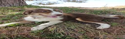 Pastor Australiano perros en venta: PASTOR AUSTRALIANO  - Anuncio 17