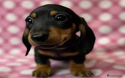 Teckel Miniatura perros en venta: Teckel miniatura - Imagen 3