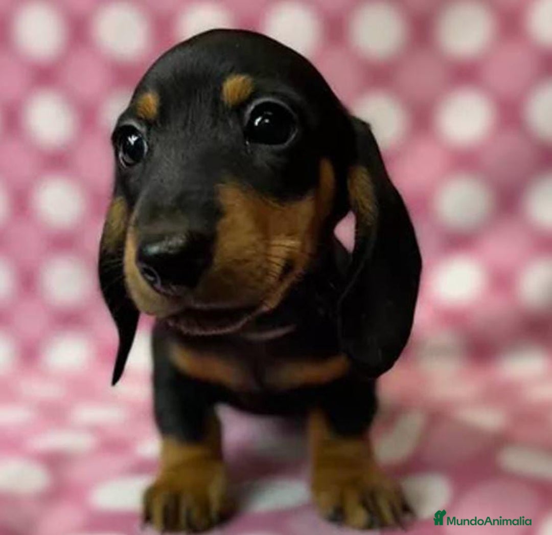 Teckel Miniatura perros en venta: Teckel miniatura - Imagen 3