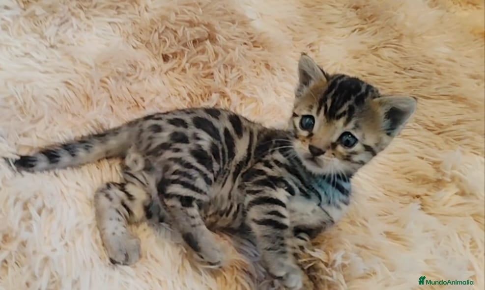 Bengalí gatos Preciosos gatitos bengali - Anuncio 1