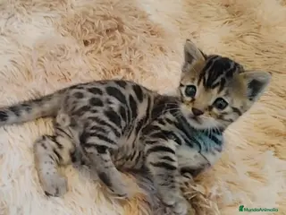 Bengalí gatos Preciosos gatitos bengali - Anuncio 4
