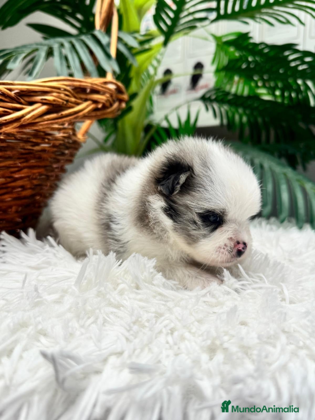 Pomerania perros POMERANIA - Anuncio 3
