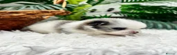 Pomerania perros en venta: POMERANIA - Anuncio 1