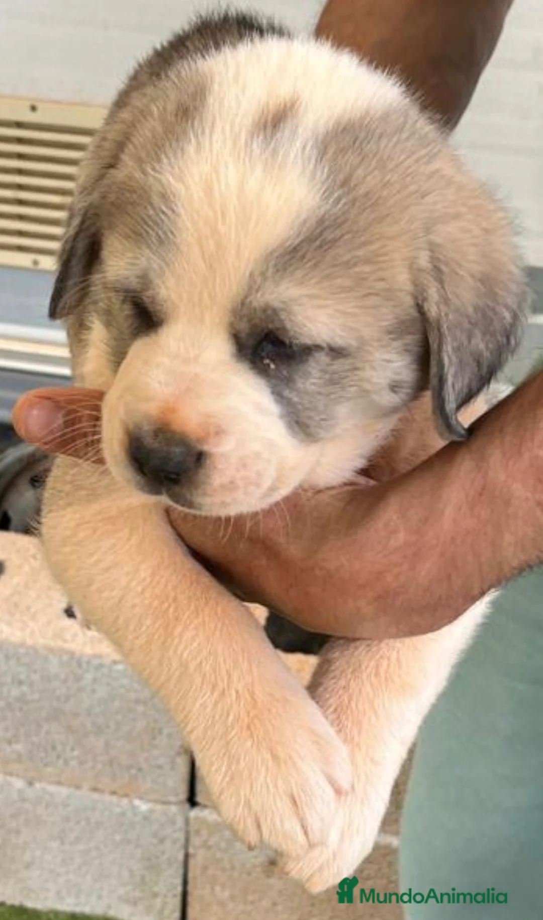Otras razas perros en venta: Alabais - Anuncio 6