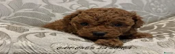 Caniche Toy perros en venta: caniche toy - Anuncio 4
