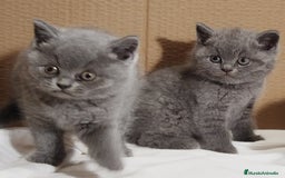 Británico de Pelo Corto gatos en venta: British Shorthair  - Anuncio 16