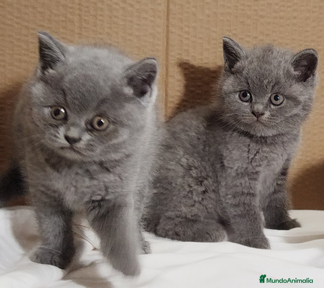 Británico de Pelo Corto gatos en venta: British Shorthair  - Anuncio 16