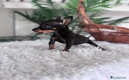 Pinscher Miniatura perros en venta: MINI PINSCHER MUNIATURA - Anuncio 10