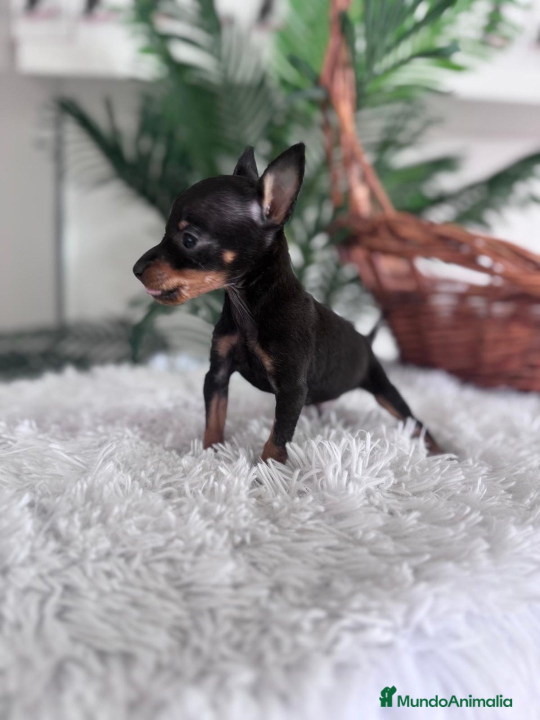 Pinscher Miniatura perros en venta: MINI PINSCHER MUNIATURA - Anuncio 10