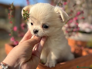 Chihuahua perros Chihuahuas macho pelo largo !!! - Anuncio 1