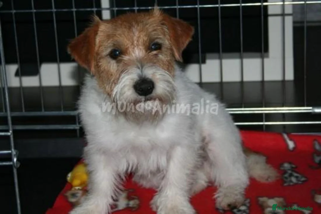 Imagen de galería {{count}}