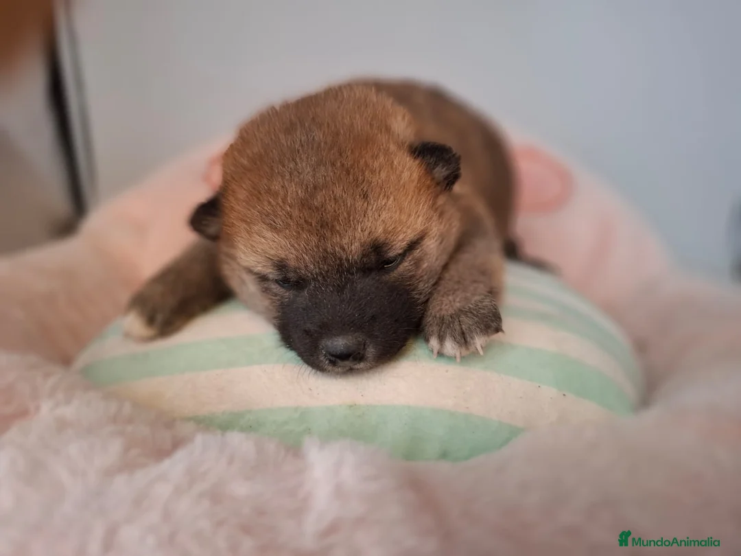 Shiba Inu perros en venta: SHIBA INU CACHORRO - Anuncio 1