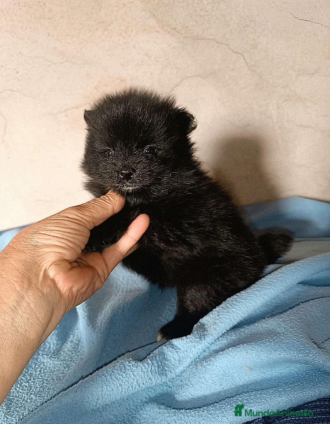 Pomerania perros en venta: POMERANIA HEMBRITA  - Anuncio 2